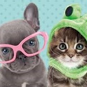 Pets in Cute Outfits
