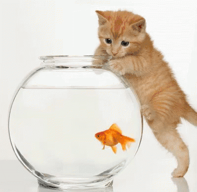 Rental Application Pet Screening 5 cat trying to eat a fish in a bowl