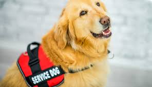 photo of service animal dog