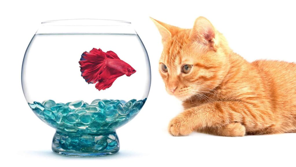 Pets & Animals 5 pet screening fish in bowl with cat near by