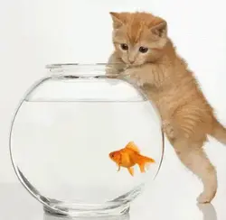 pet cat watching a pet fish jump out of a bowl of water
