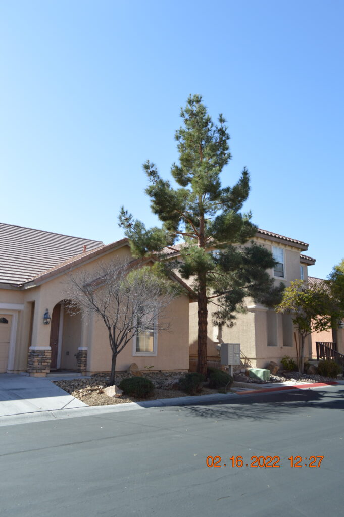 Tile Roofs: the 3 damaging factors of the sun, wind and rain... 13 photo of a pine tree at a rental house in Las Vegas, NV