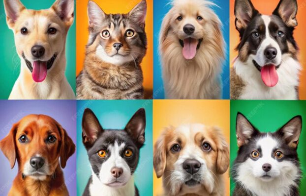 Pets & Animals