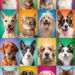 pet affidavit for cats and dogs in a rental home